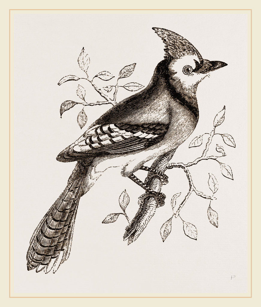 Detail of American Bine Jay by Anonymous