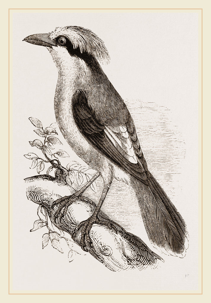 Detail of Philippine Crow by Anonymous