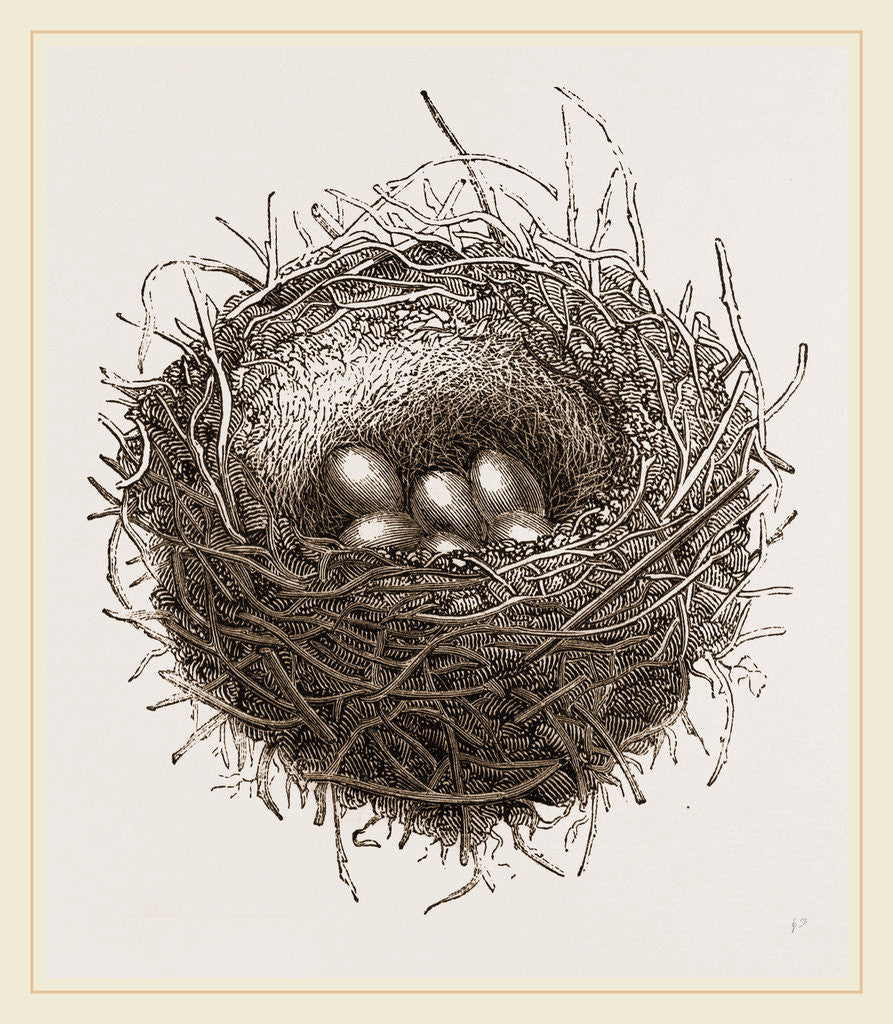 Detail of Nest of European Jay by Anonymous