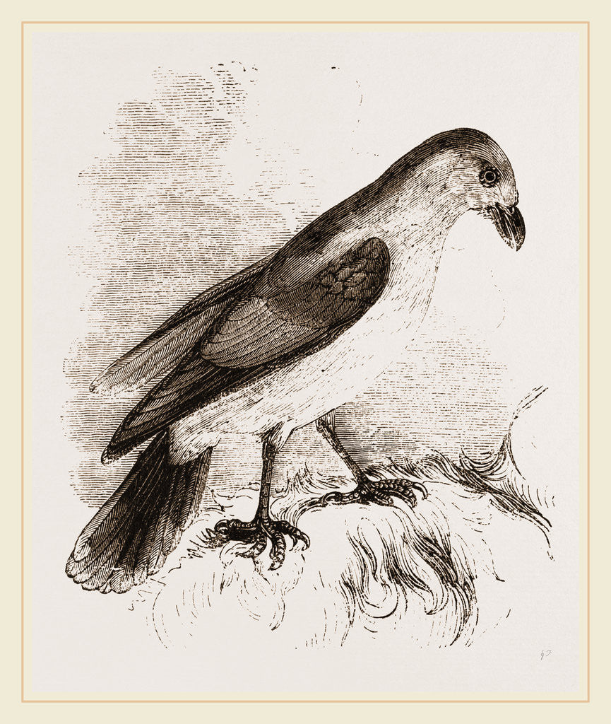 Detail of Red-billed Pique-boeuf by Anonymous