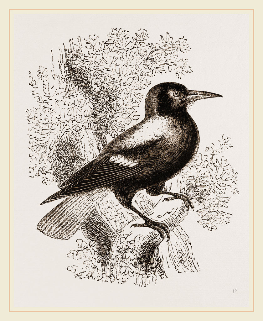 Detail of Piping Crow by Anonymous