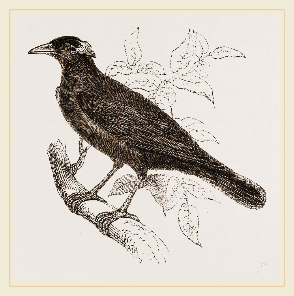 Detail of Java Mino-Bird by Anonymous