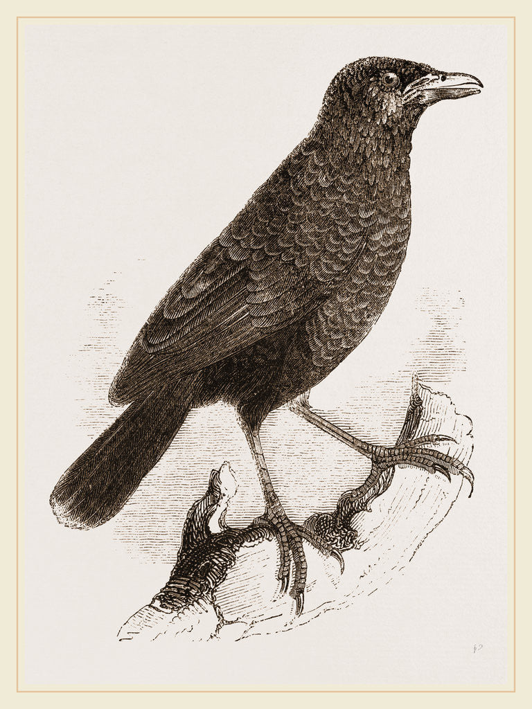 Detail of Yellow-billed Myophone by Anonymous