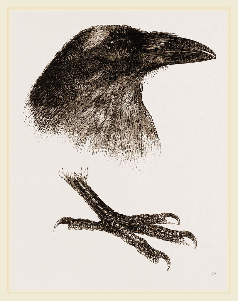 Detail of Head and Foot of Raven by Anonymous