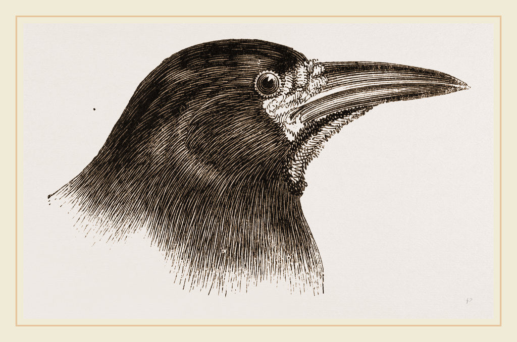 Detail of Head of Rook by Anonymous