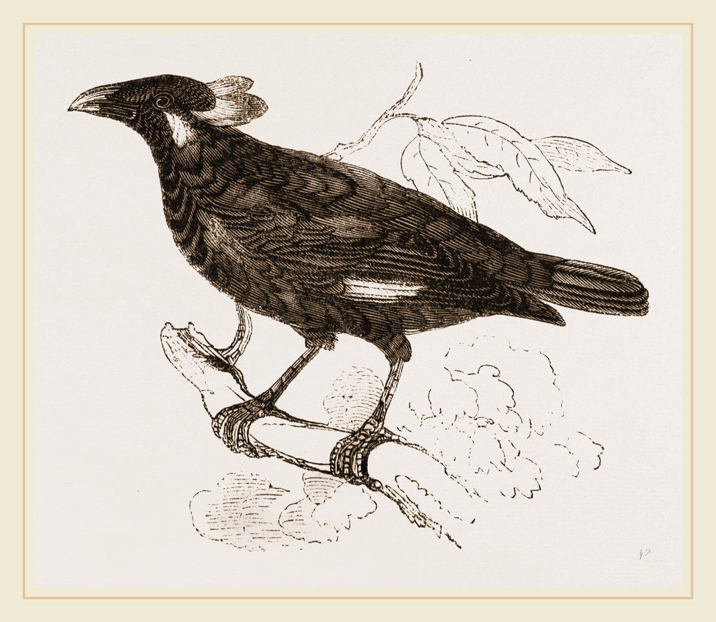 Detail of Mino-Bird by Anonymous