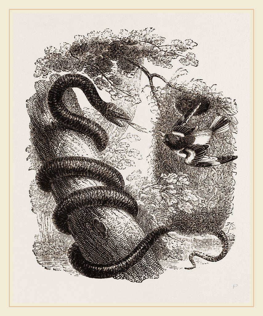 Detail of Baltimore Oriole and Black Snake by Anonymous
