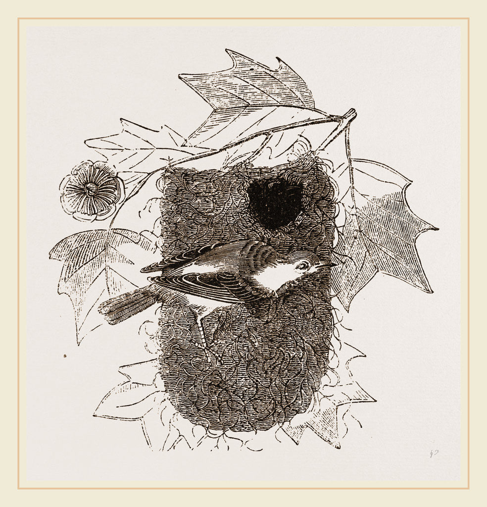 Detail of Baltimore Oriole and Nest by Anonymous