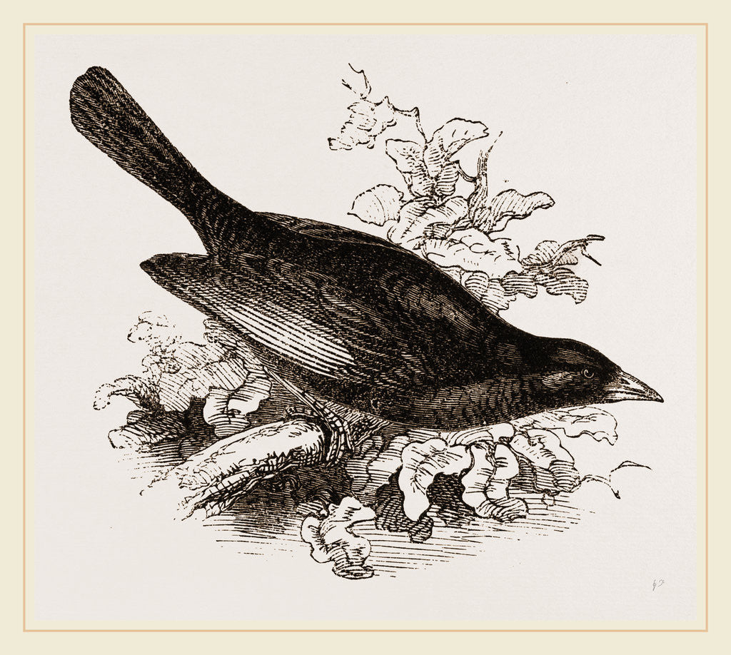 Detail of Red-billed Weaver-Bird by Anonymous
