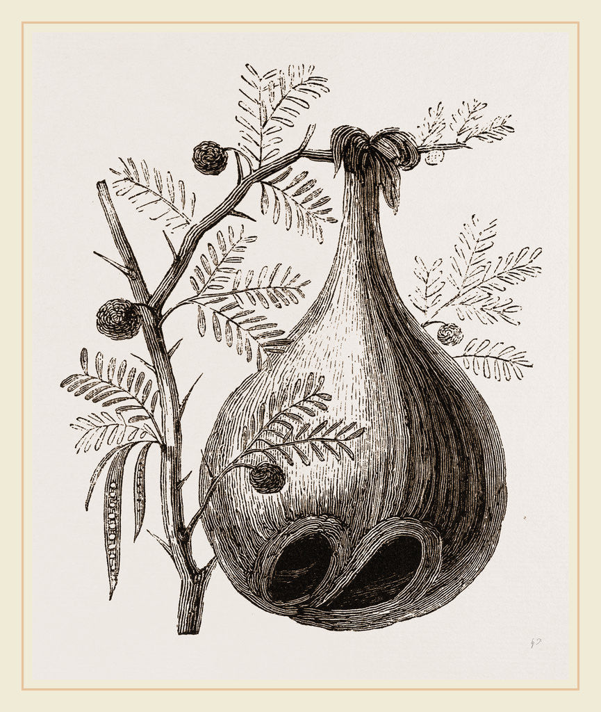 Detail of Nest of Baya Sparrow by Anonymous