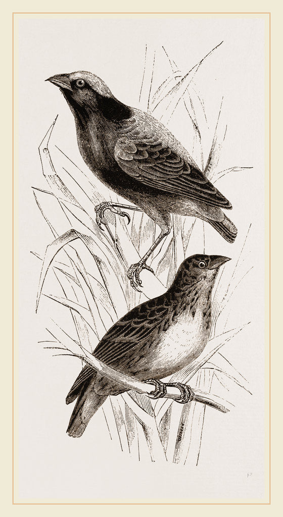 Detail of Taha Weaver Birds by Anonymous