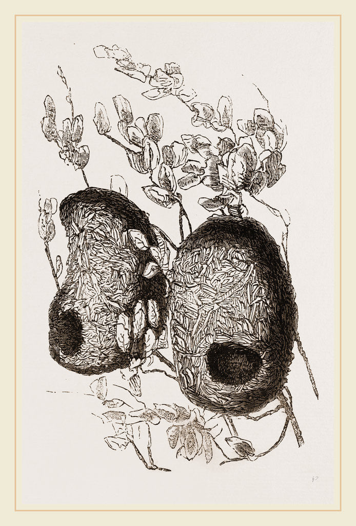 Detail of Nests of Yellow-headed Weaver-Birds by Anonymous