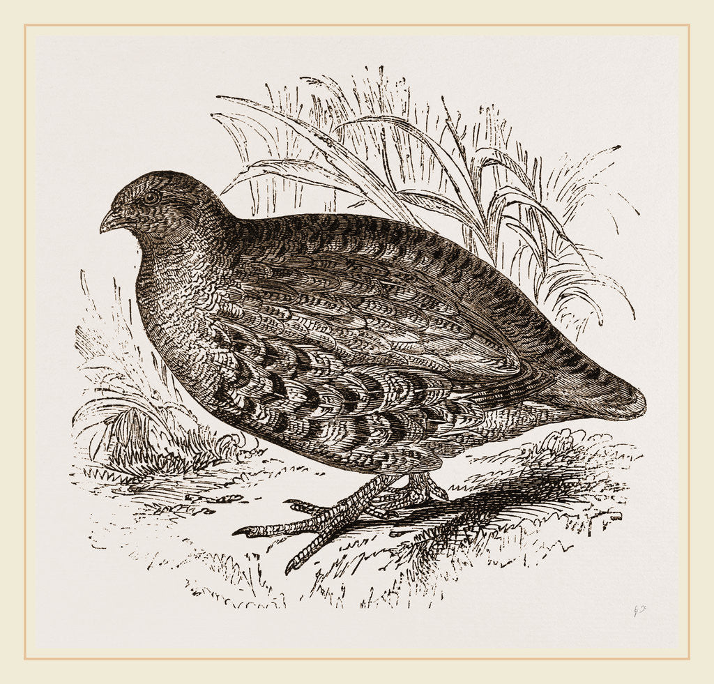 Detail of Partridge by Anonymous