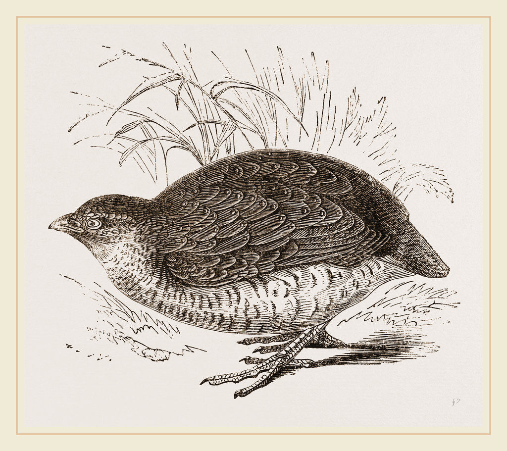 Detail of Rock Quail by Anonymous