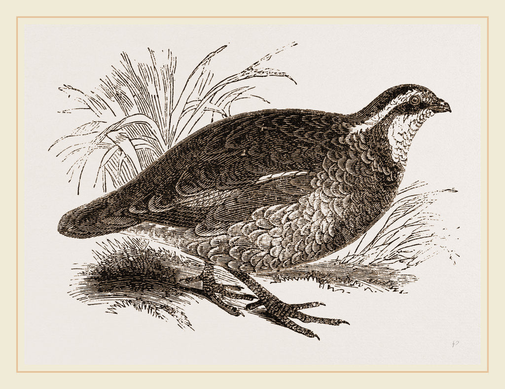 Detail of Virginian Quail by Anonymous