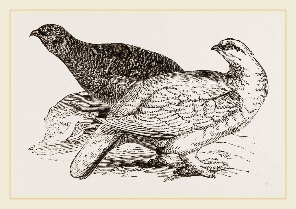 Detail of Ptarmigans by Anonymous