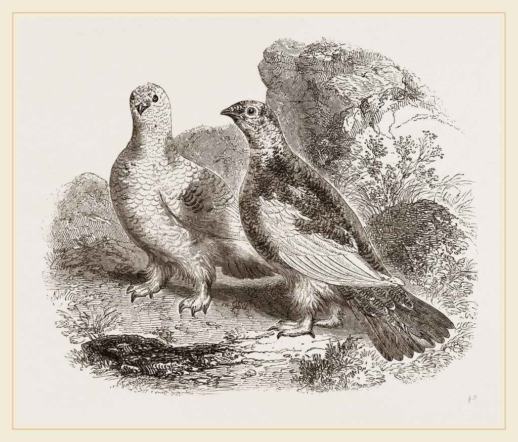 Detail of Ptarmigans by Anonymous