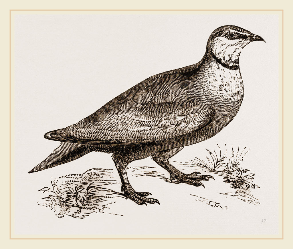 Detail of Throat banded Sand Grouse male by Anonymous