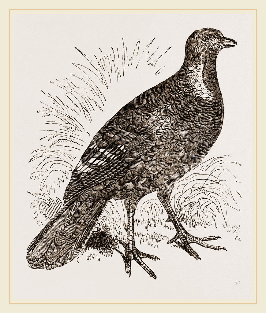 Detail of Ferruginous and Grey Francolin by Anonymous