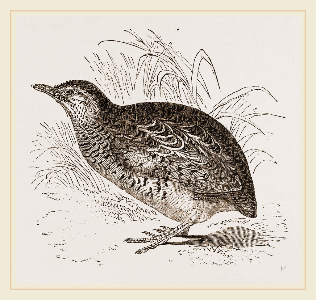 Detail of Taigoor Quail by Anonymous
