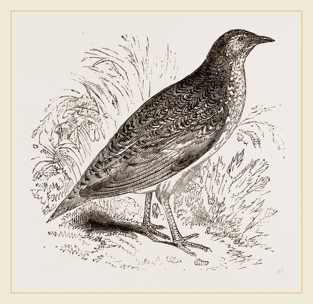 Detail of Kunichane Quail by Anonymous