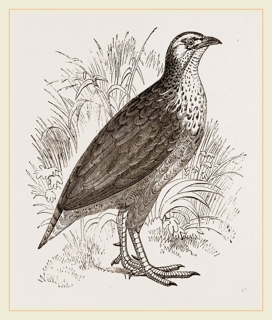 Detail of Pileated Francolin by Anonymous