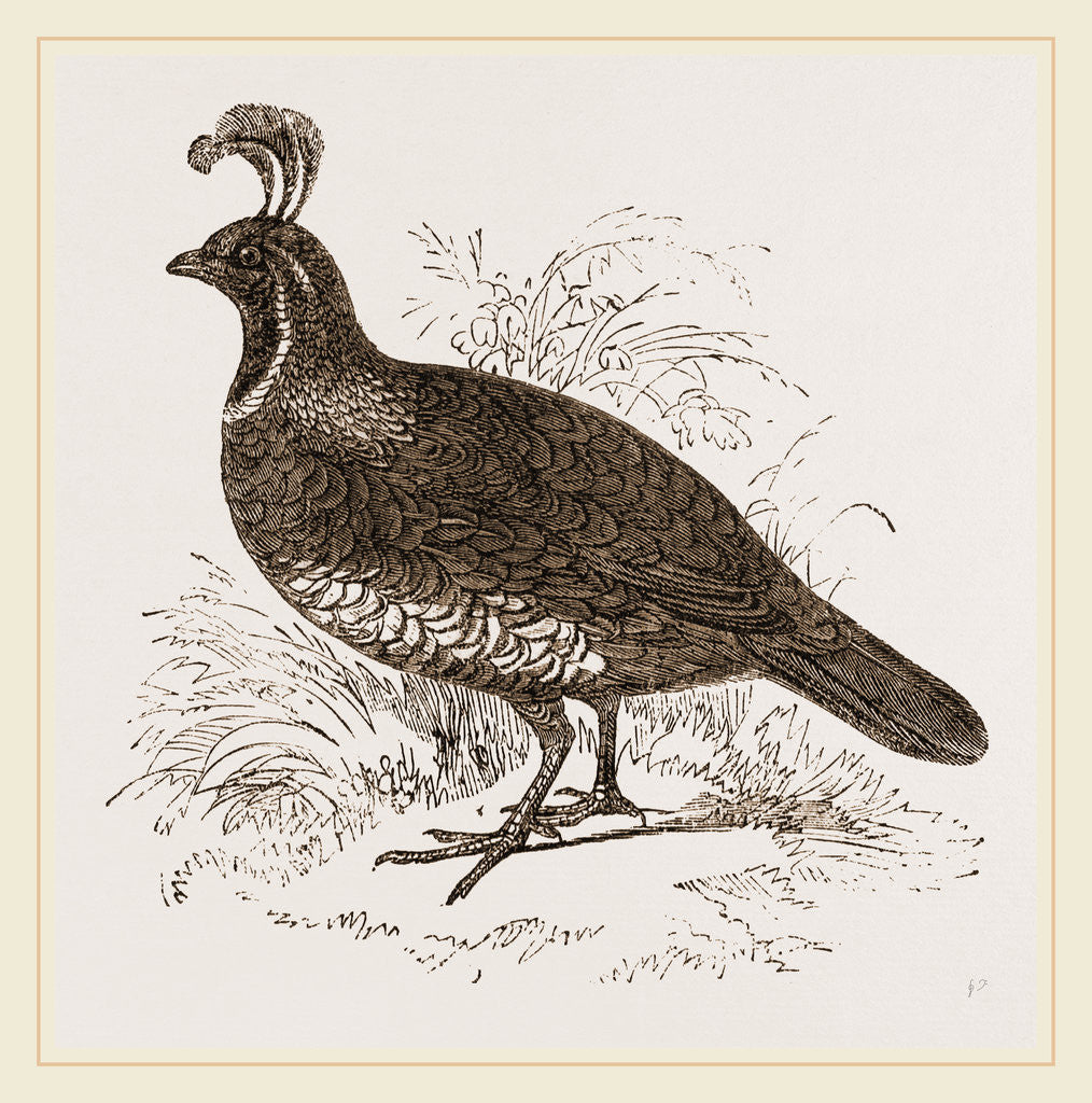 Detail of Galifornian Partridge by Anonymous