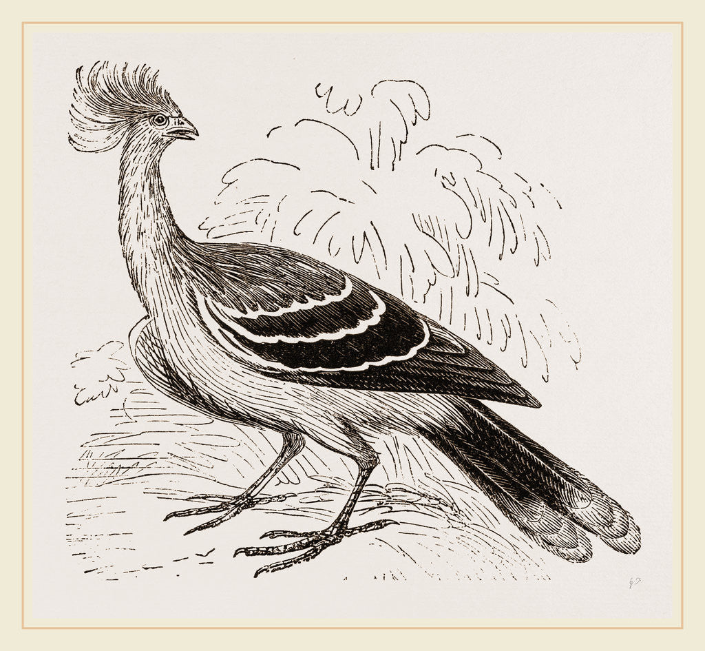 Detail of Hoatzin by Anonymous