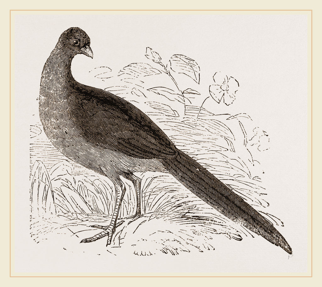 Detail of Motmot Guan by Anonymous