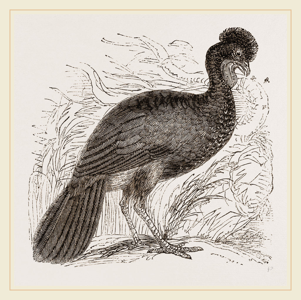 Detail of Crested Guan by Anonymous