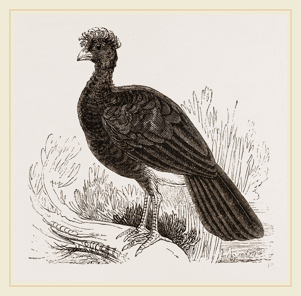 Detail of Crested Curassow by Anonymous