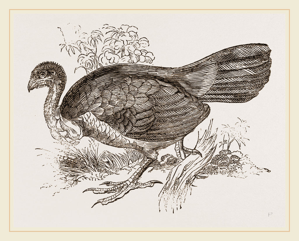 Detail of Wattled Talegalla by Anonymous