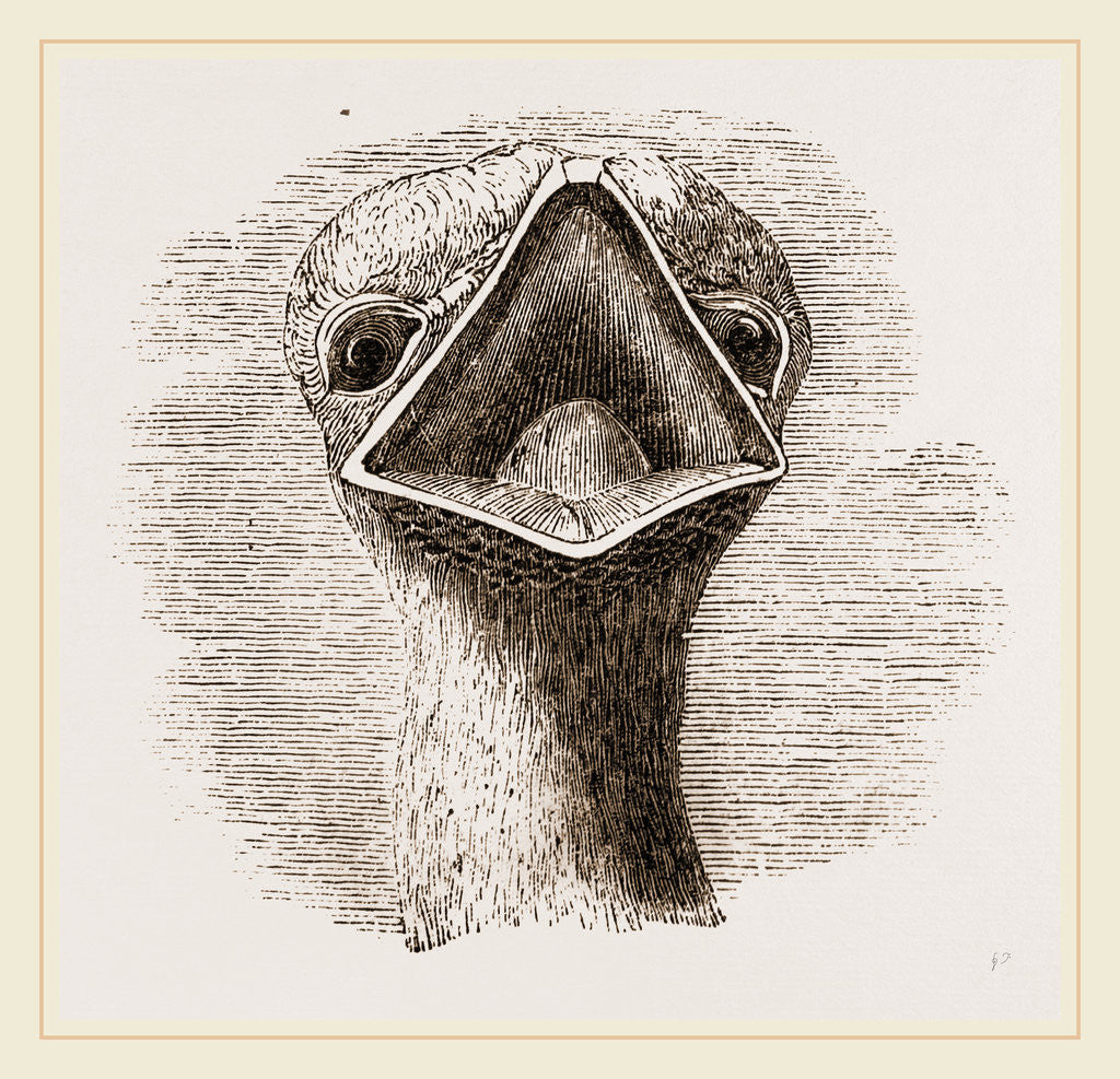 Detail of head and Tongue of Ostrich by Anonymous