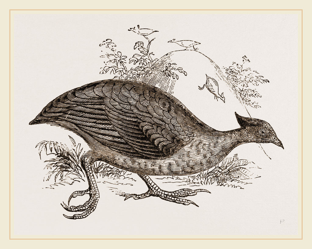 Detail of Mound making Megapode by Anonymous