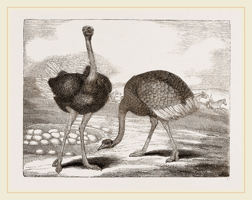 Detail of Ostriches by Anonymous