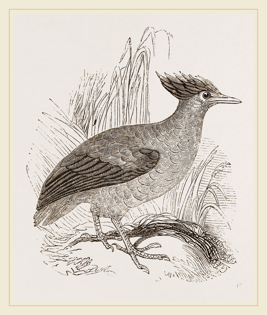 Detail of Duperrey's Megapode by Anonymous