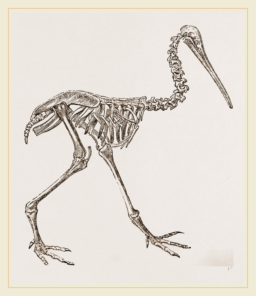 Detail of Skeleton of Apteryx by Anonymous