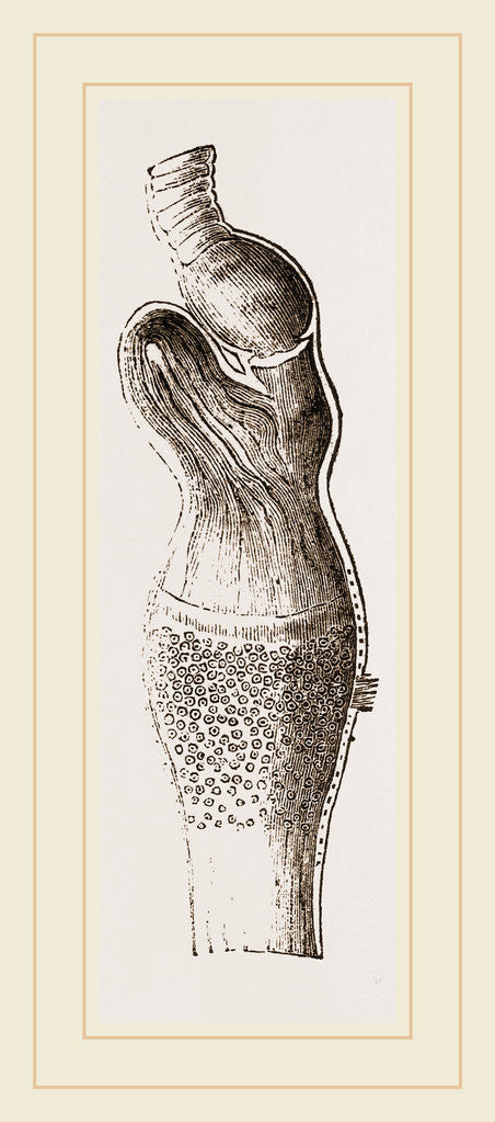 Detail of Stomach of Emeu by Anonymous