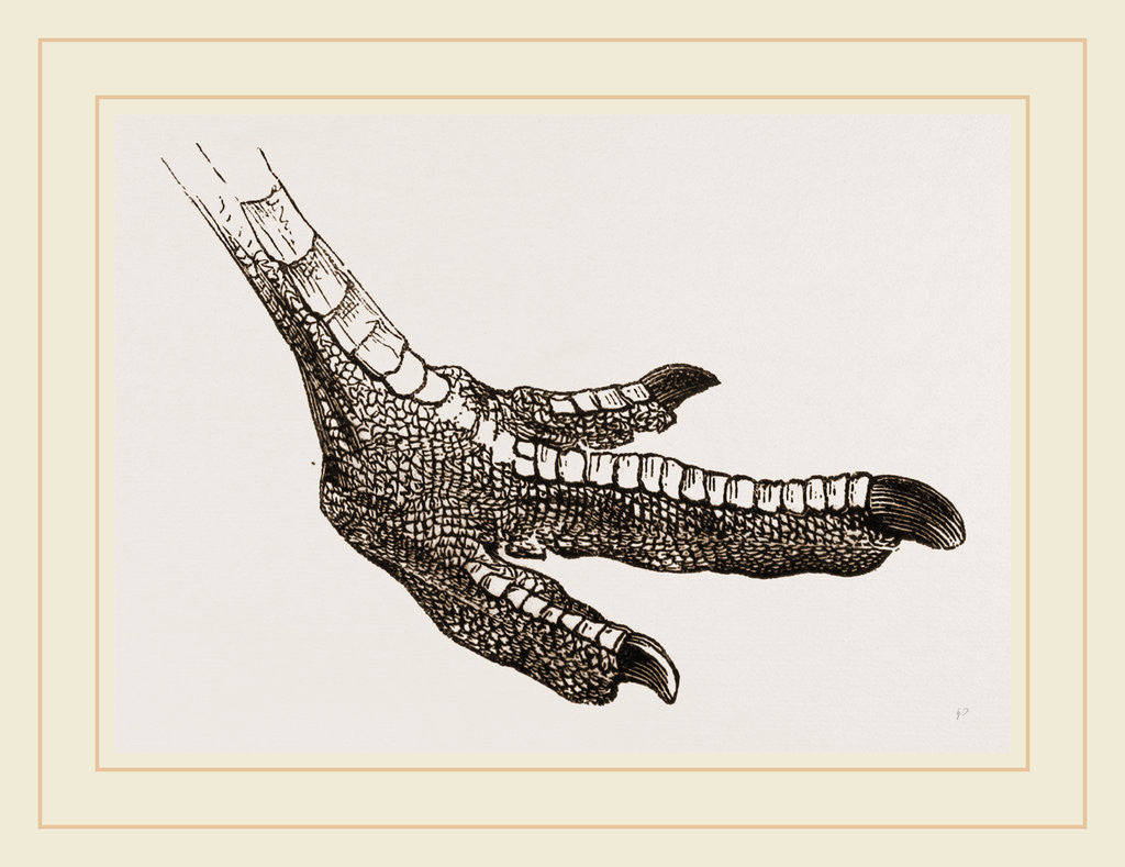 Detail of Foot of Emeu by Anonymous