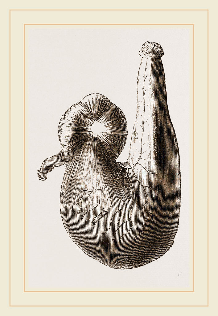 Detail of Stomach of Ostrich by Anonymous