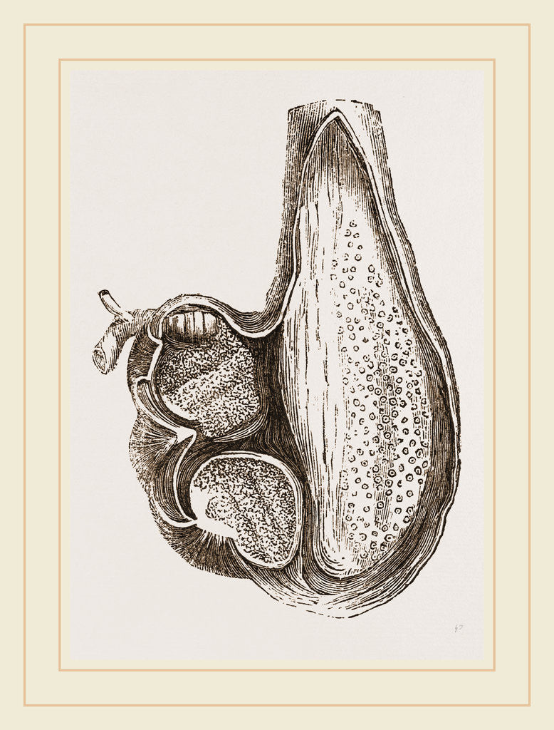 Detail of Stomach of Ostrich laid open by Anonymous