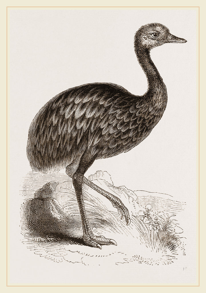 Detail of Darwin's Rhea by Anonymous