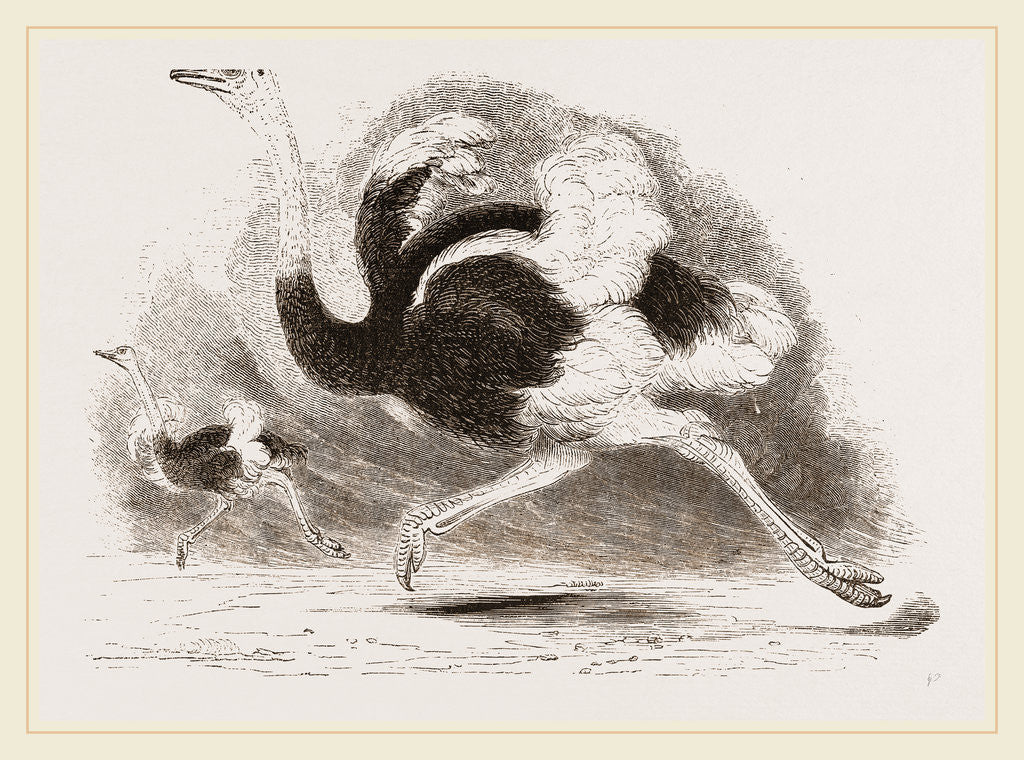 Detail of Ostriches by Anonymous