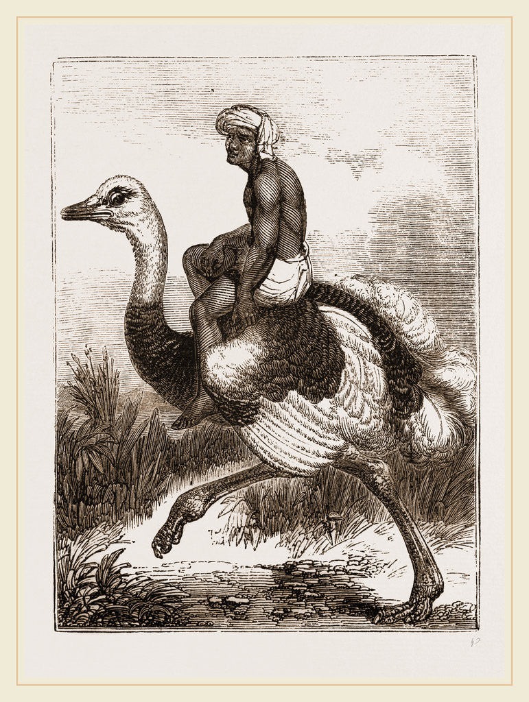 Detail of Ostrich carrying a man by Anonymous