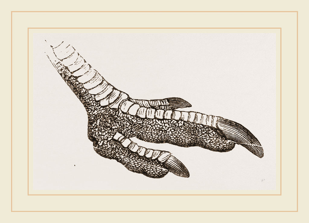 Detail of Foot of Rhea by Anonymous