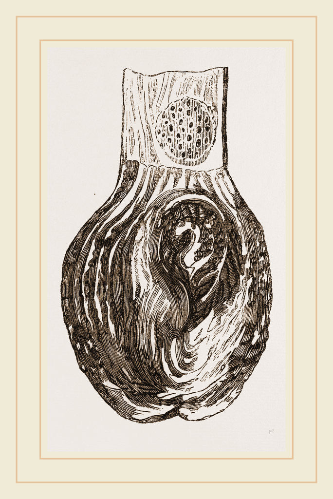 Detail of Stomach of Nanclu by Anonymous