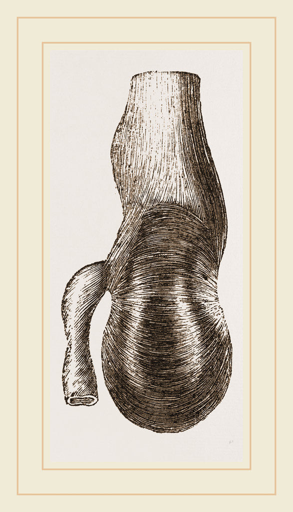 Detail of Stomach of Nanclu by Anonymous