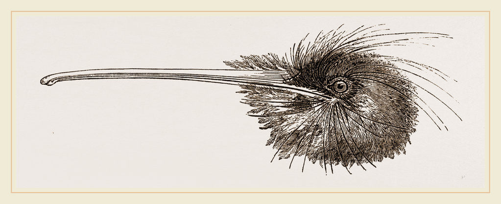 Detail of Bill of Apteryx by Anonymous
