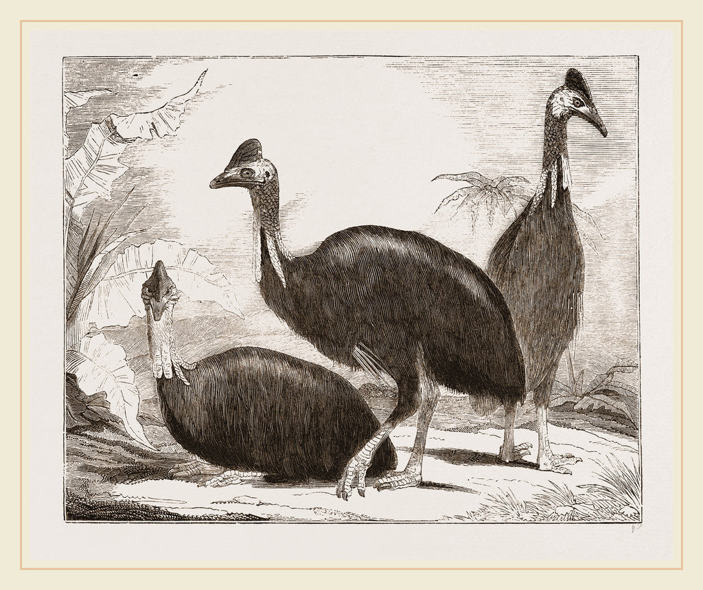 Detail of Cassowaries by Anonymous