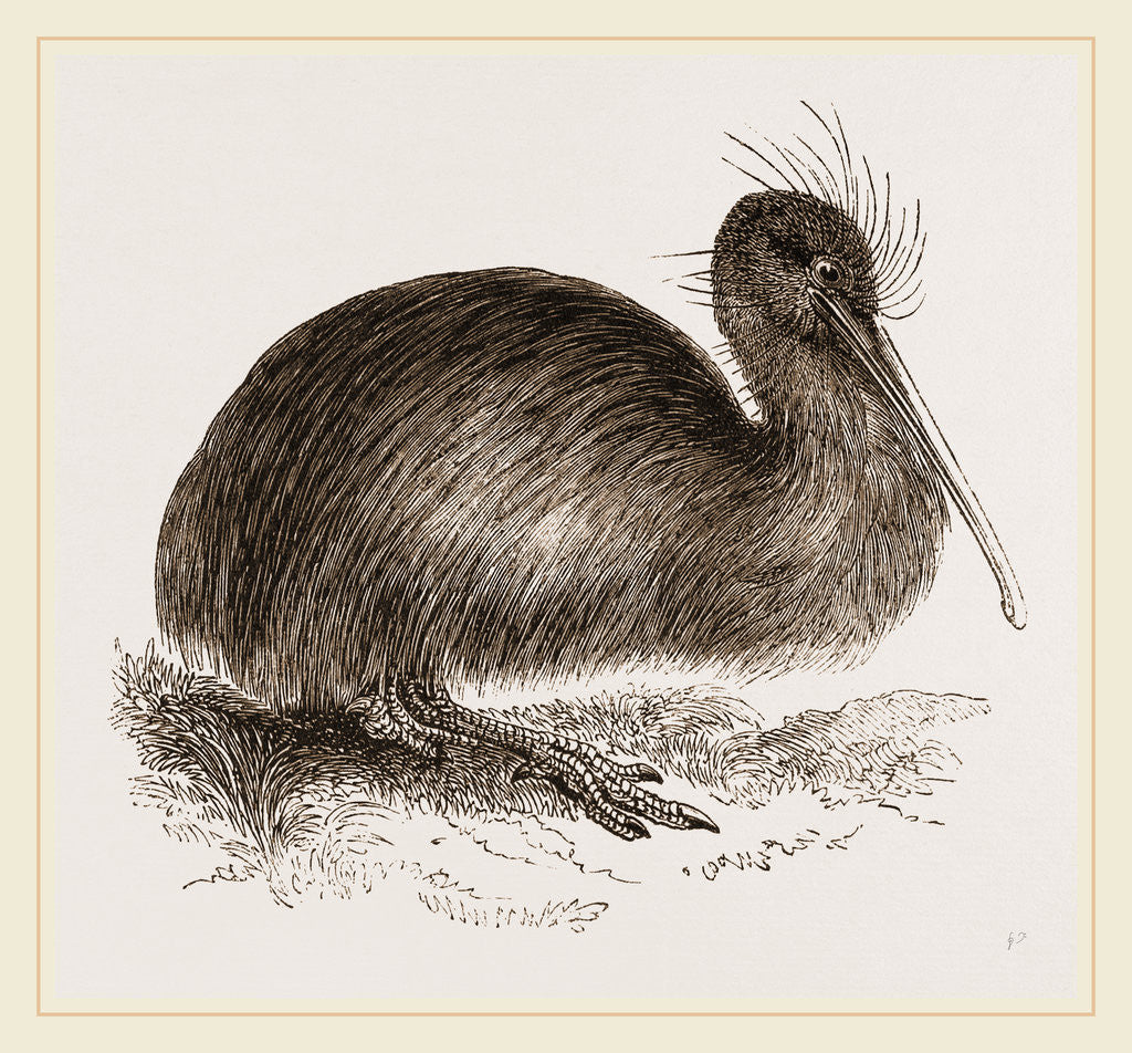 Detail of Apteryx by Anonymous